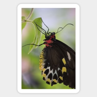 Butterfly Beauty Sticker